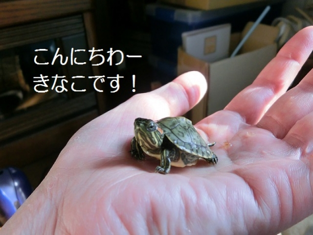 1490424640.jpg 1490424640.jpg