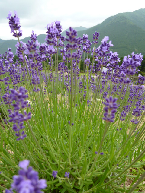 つぼみや花を触るといい香り つぼみや花を触るといい香り