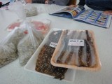夕食のオカズたち。後ろに写ってるのは早速チリメンモンスター調べをするお手伝い部長と副部長。