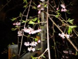 桜です。まだまだ満開にはなってませんので、当分楽しめそうです。