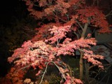 赤いのはけっして枯れているわけではありません。