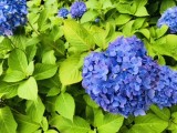 紫陽花 紫陽花