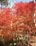 20121119_123229-1.jpg