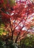 20121119_123748-1.jpg