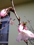 20140401_080656.jpg 20140401_080656.jpg