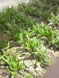 鉄分が豊富な野菜です
