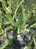 炒めたり煮込むと甘味がでます